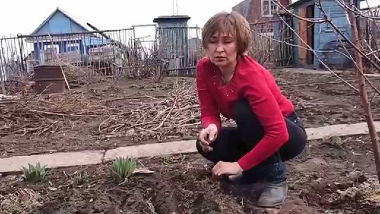 Как правильно посадить петрушку