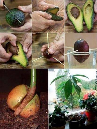Как вырастить авокадо дома - пошаговая инструкция