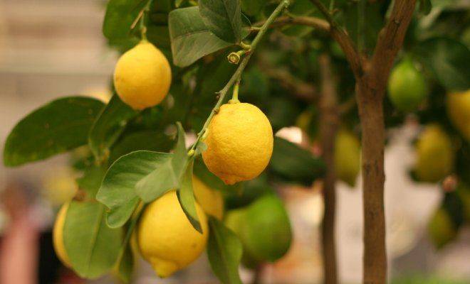 Учимся выращивать и ухаживать за лимоном дома