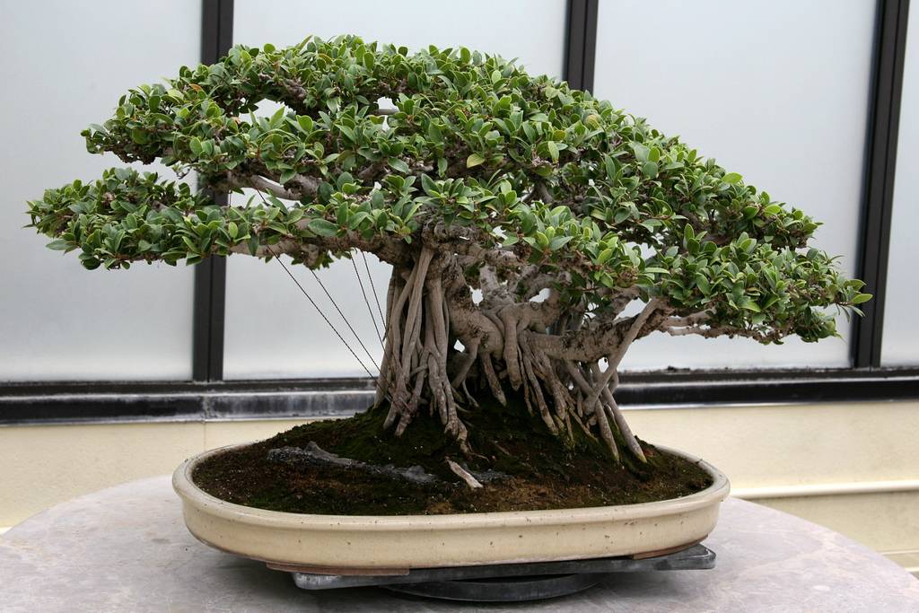 Бонсай – дерево на подносе: особенности ухода и выращивания в домашних условиях