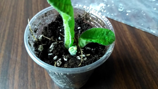 Стрептокарпус: выращиваем африканский «колокольчик» на подоконнике