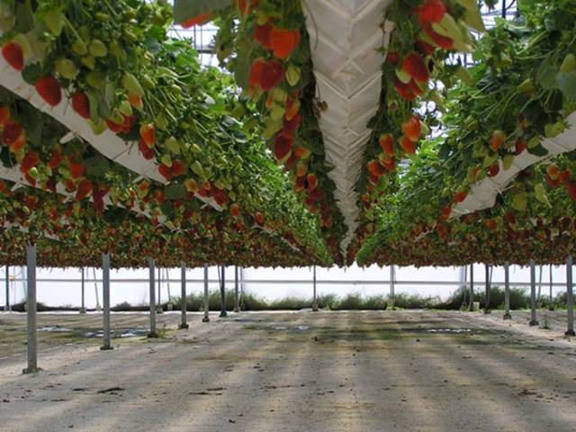 Клубника дома на подоконнике круглый год: как посадить и вырастить урожай домашних ягод