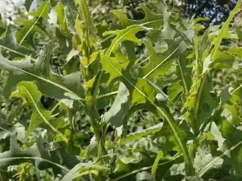 Сорняк лебеда — как из бавиться на огороде, гербициды, видео