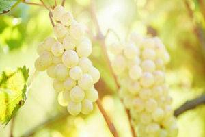 Виноград шардоне: описание сорта, фото и отзывы садоводов