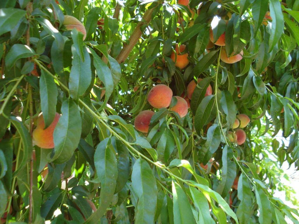 Болезни и вредители персика: находим и ликвидируем поражения
