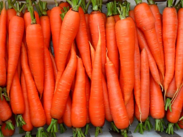 Что же такое морковь и какие тайны скрывает королева овощей