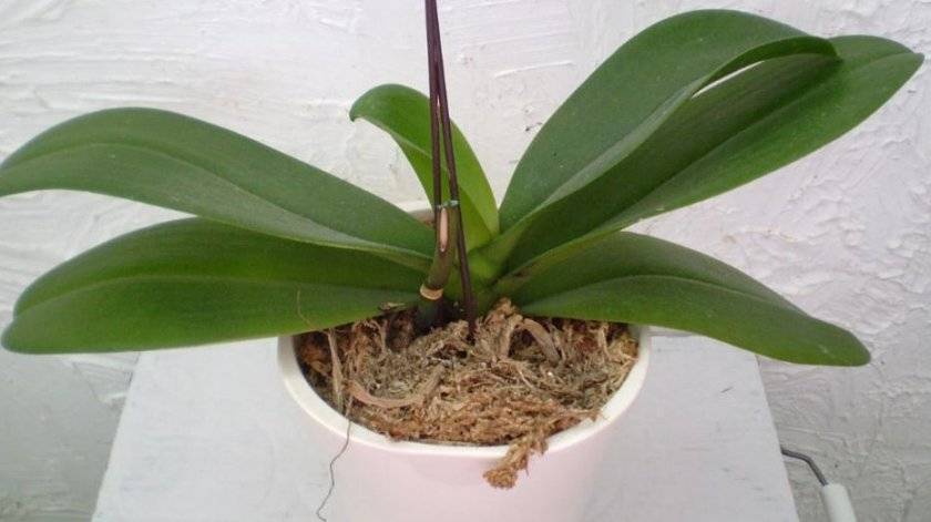 Почему не цветет орхидея? анализ причин отсутствия бутонов и рекомендации по уходу
