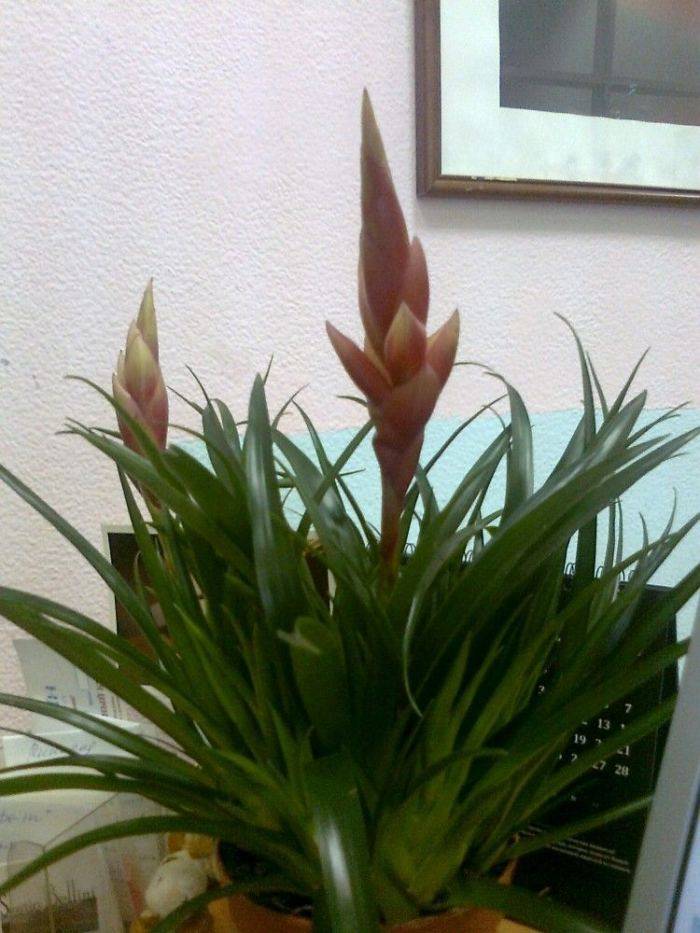 Комнатный цветок вриезия: уход в домашних условиях
