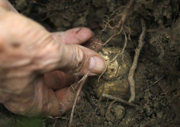 Выращивание трюфеля в россии. как вырастить трюфель и заработать на его продажах?