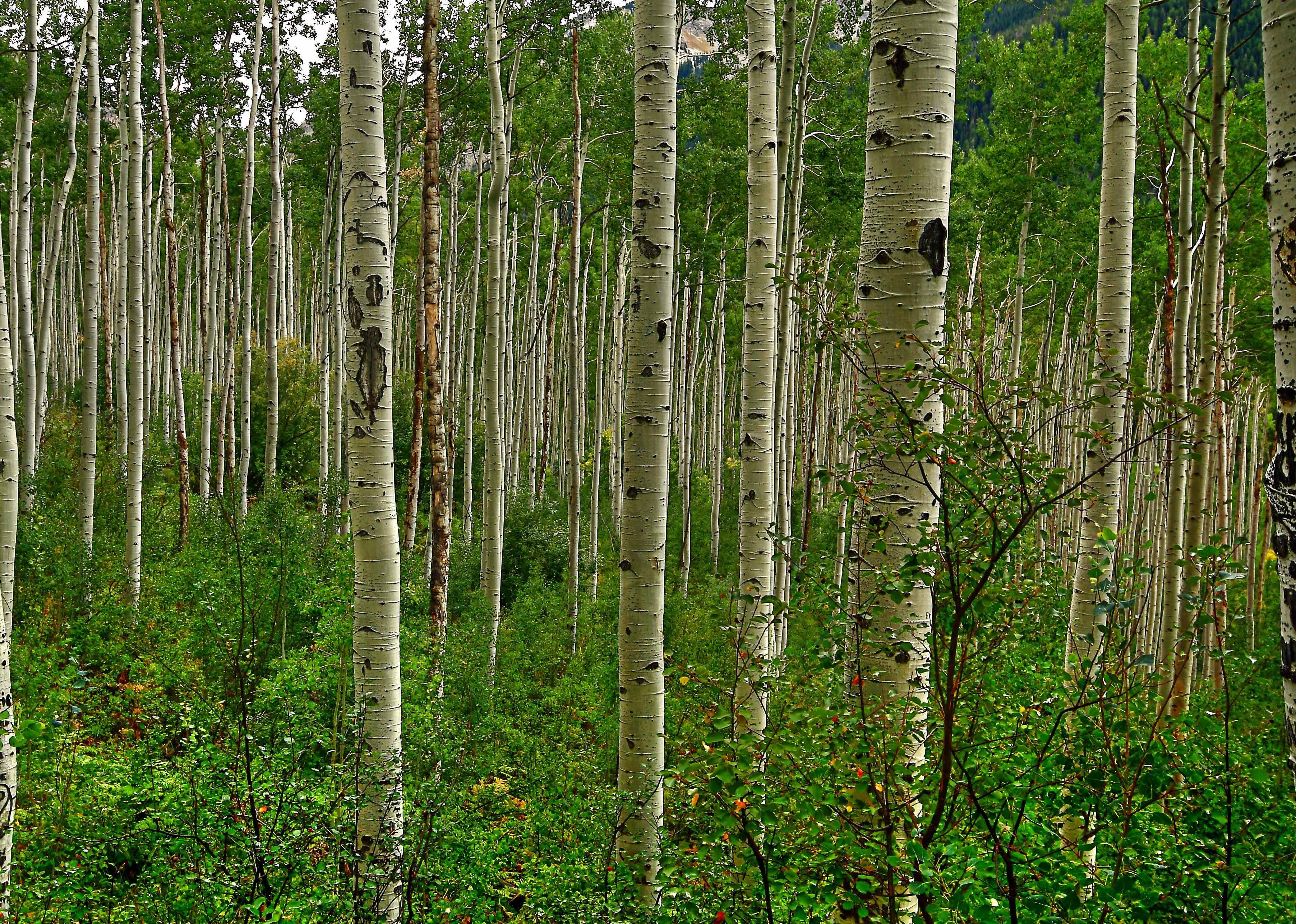 Граб обыкновенный: описание, применение и основные характеристики дерева (110 фото)