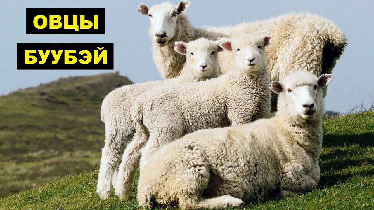 Содержание овец: технологии разведения, особенности содержания и советы по выращиванию (115 фото)