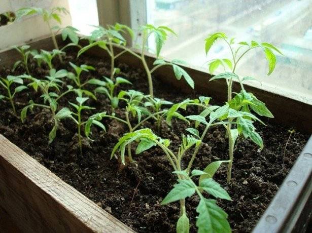 Выращивание рассады баклажан в домашних условиях