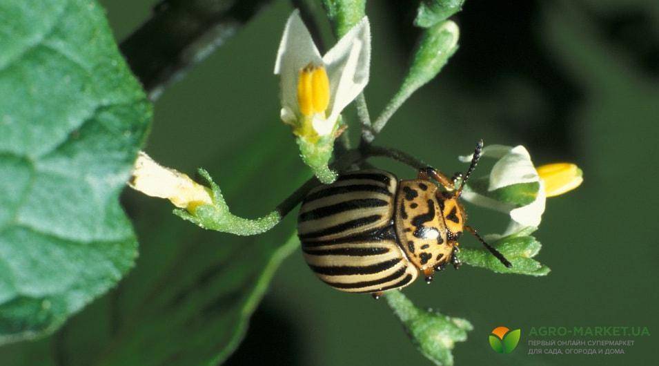 Народные средства от колорадского жука на картошке: 21 средство против колорадского жука.