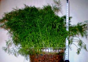 Выращивание укропа на подоконнике из семян: советы для начинающих