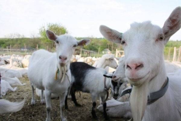 В козоводстве важно определить кормовую базу для коз