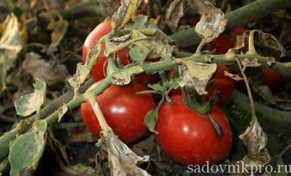 Болезни помидоров в открытом грунте и борьба с ними