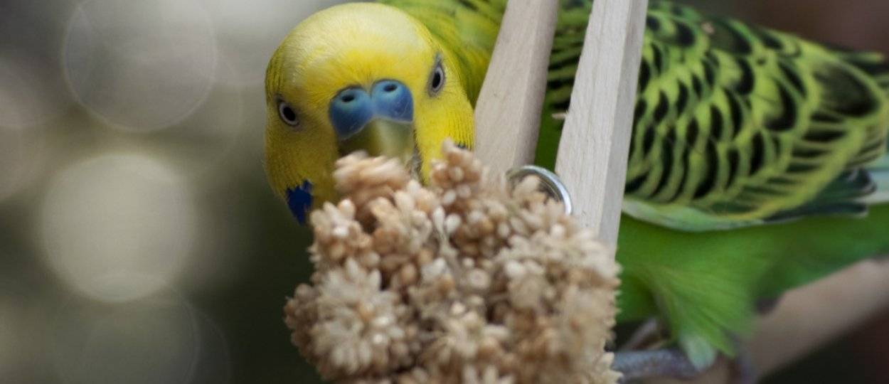 Чем кормить волнистого попугайчика, чтобы он был сыт и доволен жизнью