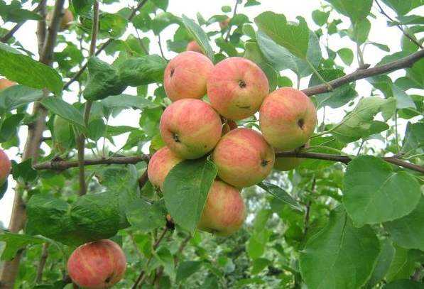 Яблоня уральское наливное: особенности сорта и ухода