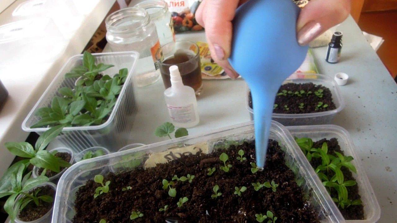 Выращивание бергамота в домашних условиях из семян, видео