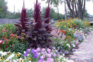 Гейхера: выращивание в саду, виды и сорта
