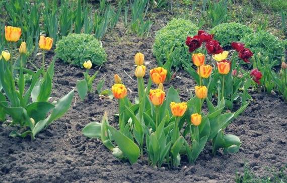 Тюльпаны: посадка осенью в открытый грунт