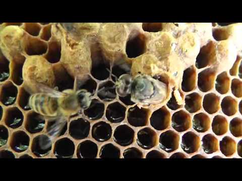 Трутни — и их роль в жизни пчелиной семьи