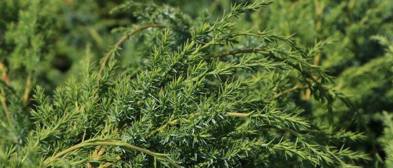 Можжевельник китайский (juniperus chinensis)