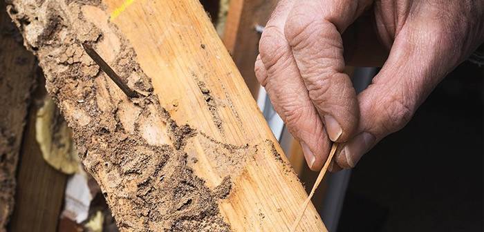 Жук-точильщик в деревянном доме – как избавиться от древоточца навсегда