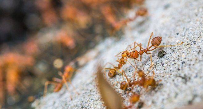 Невозможное возможно или Как избавиться от муравьев в огороде