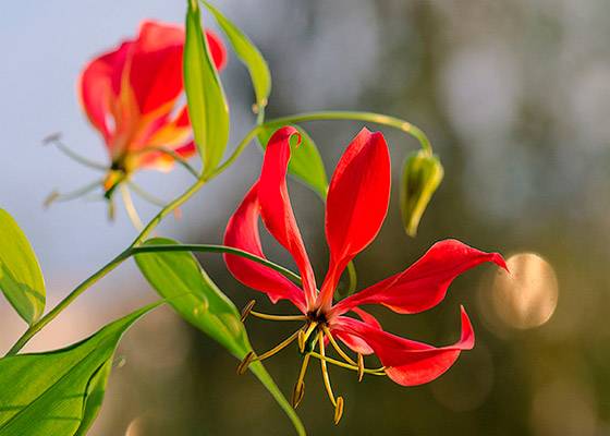 Глориоза ротшильда — лиана с огненными цветами