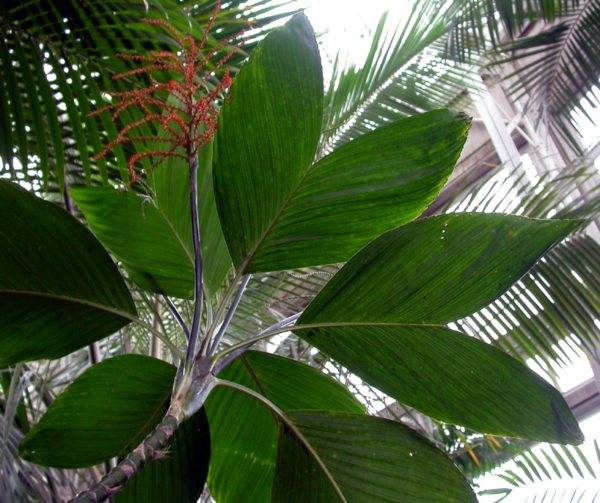 Болезни пальмы в домашних условиях: диагностика и эффективная терапия.