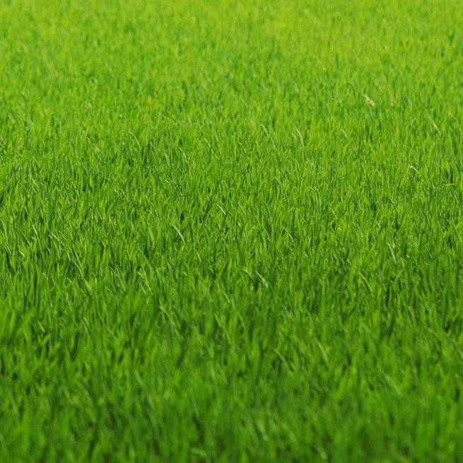 Трава для посадки газона: подборка лучших сортов для нашего климата
