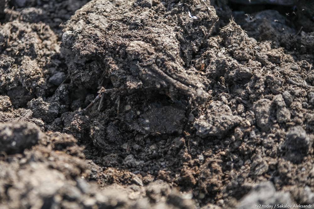 Когда вносить навоз в почву – весной или осенью, чтобы успел разложиться и не повредил корни