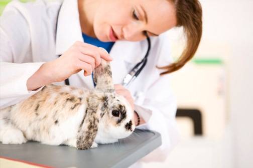 Нужны ли прививки кроликам? вакцинация кроликов