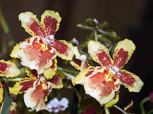 Орхидея камбрия: уход в домашних условиях, размножение, пересадка, почему желтеет