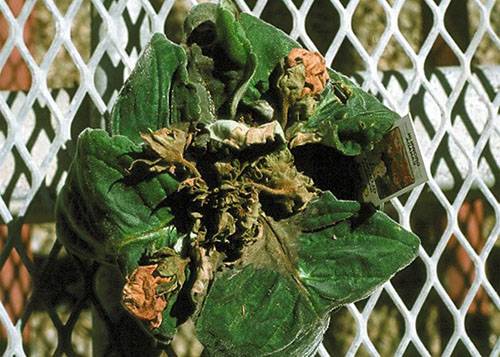 Спасаем домашнюю красавицу: какими бывают болезни листьев глоксинии и как проводится их лечение?