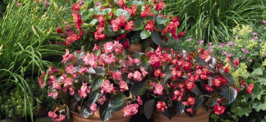 Бегония воротничковая — декоративно-цветущее растение из мексики