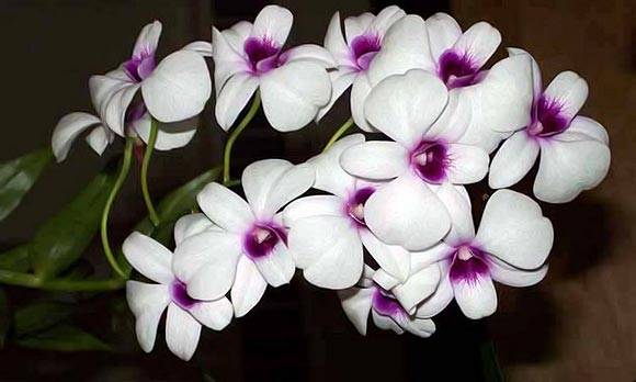 Орхидея денбробиум: правила ухода для роскошного цветения