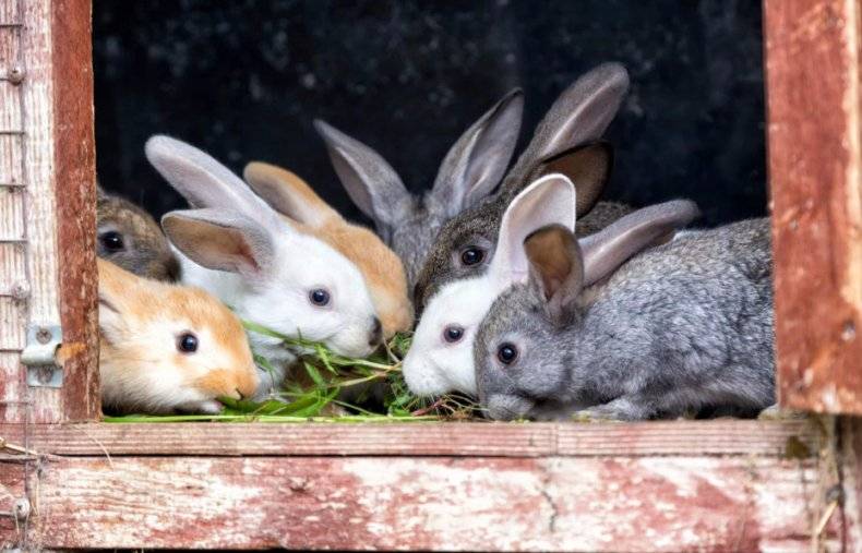 Когда отсаживать крольчат от крольчихи? выращивание кроликов