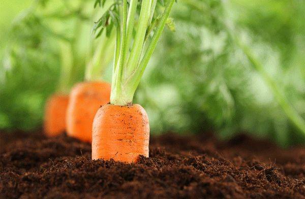Пошаговая инструкция по выращиванию моркови с нуля
