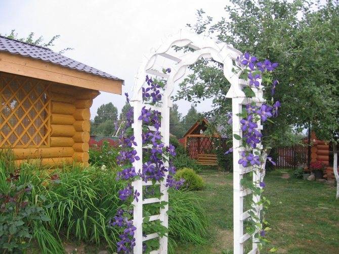 Шпалера сделанная своими руками для растения клематис: на даче и в саду. подвязка на фото