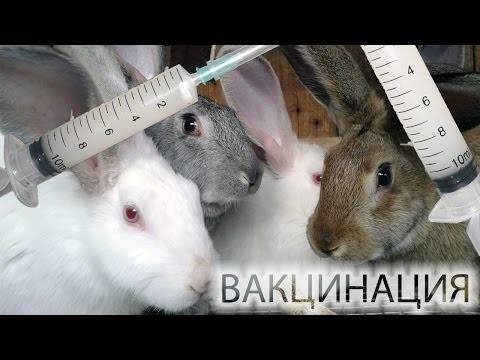 Вакцинация кроликов ассоциированной вакциной