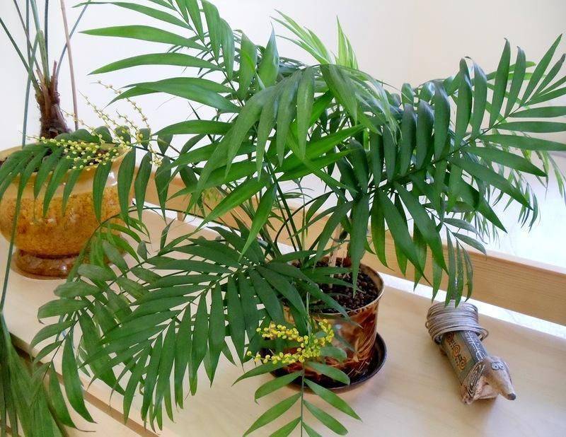 Хамедорея – бамбуковая пальма