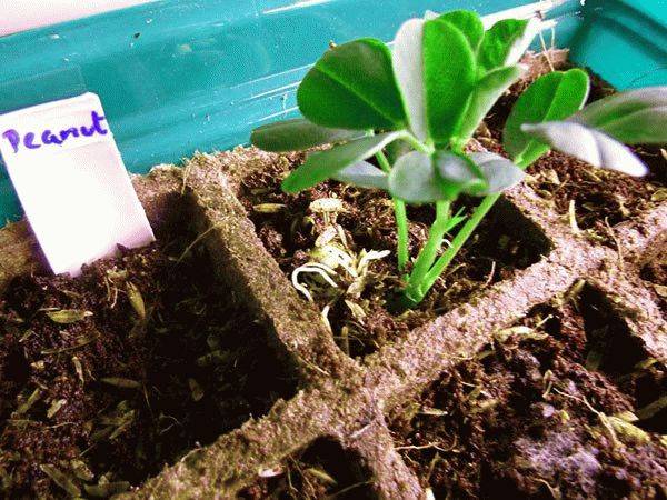 Как посадить арахис