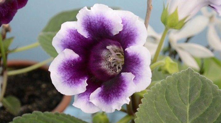 Глоксиния: уход в домашних условиях, создание микроклимата для пышного цветения