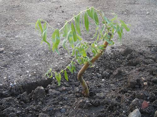 Черенкование ивы осенью – размножение ивы черенками, выращивание и уход за саженцем | дача