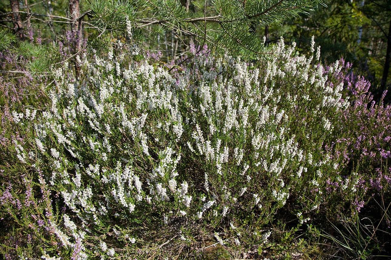 Calluna vulgaris long White