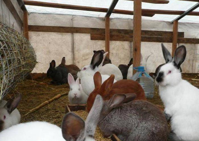 Как правильно содержать кроликов в вольерах?