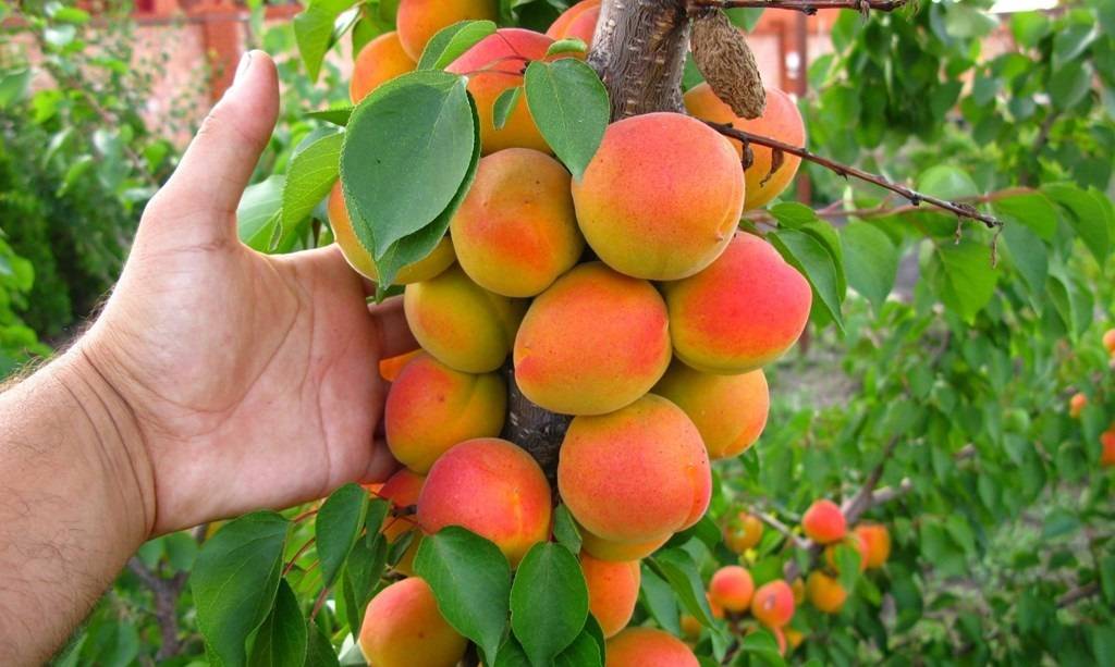 Агротехника выращивания персиковых деревьев сорта инжирный