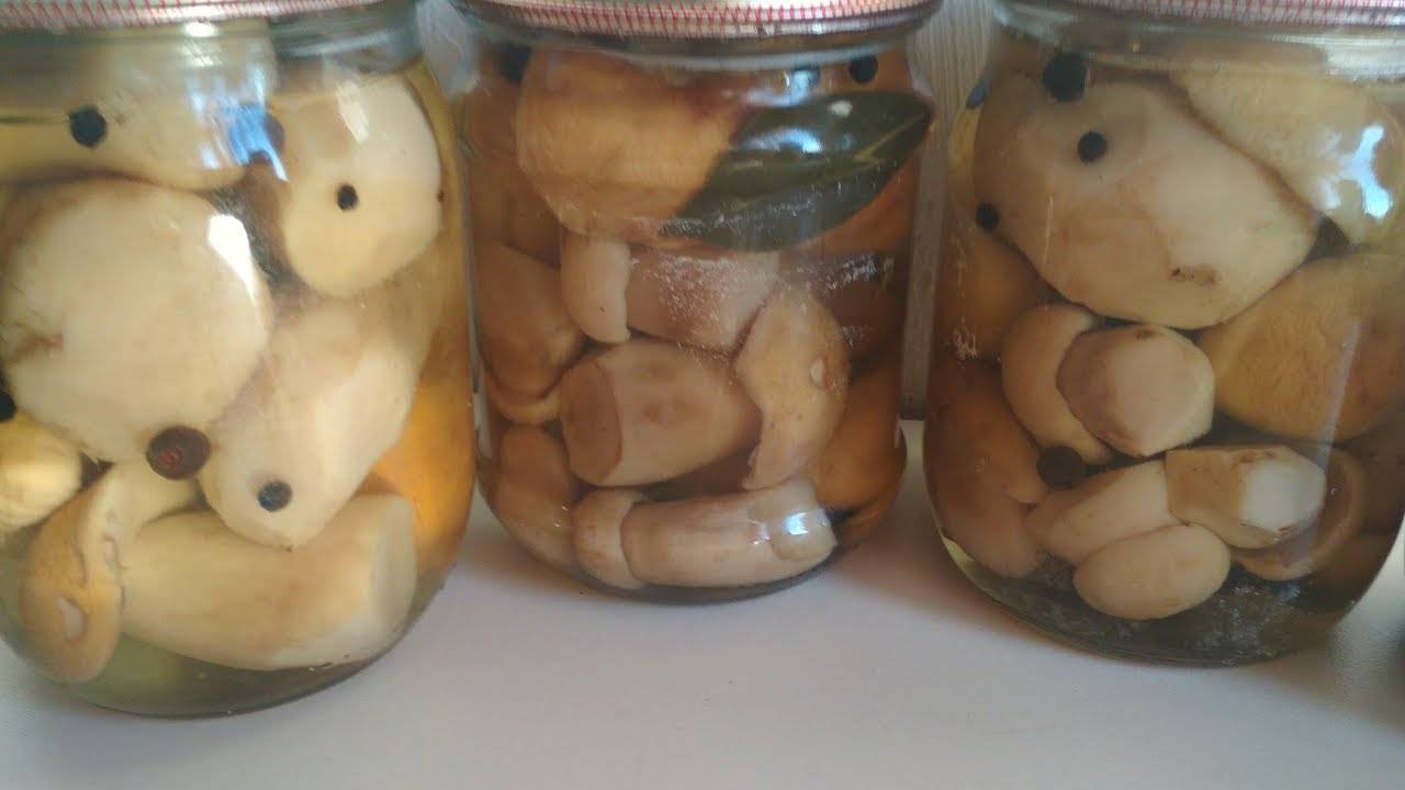 Вкусные маринованные грибы – подборка рецептов с фото